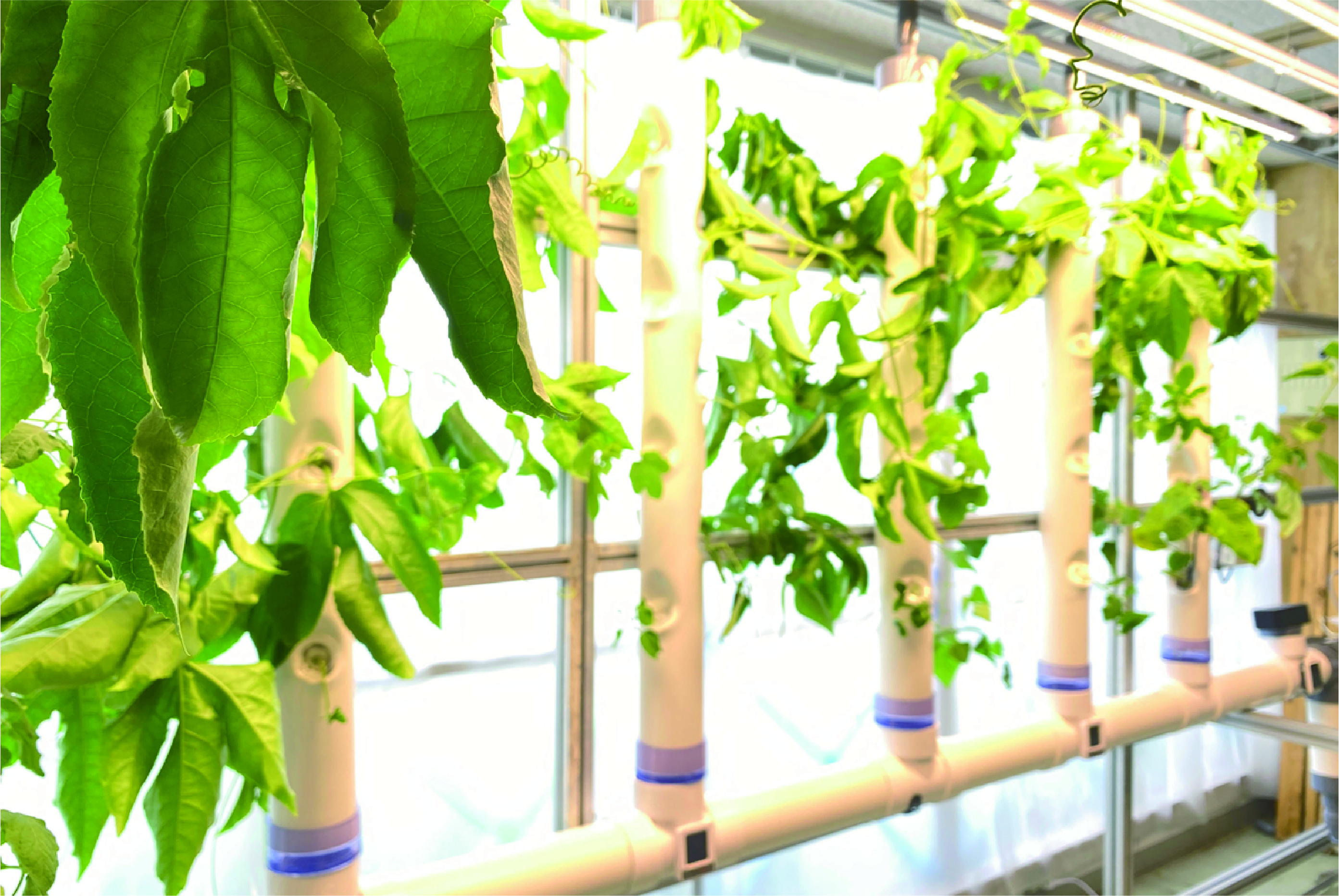 GFOREST大地|あたらしい縦型システム水耕栽培システム