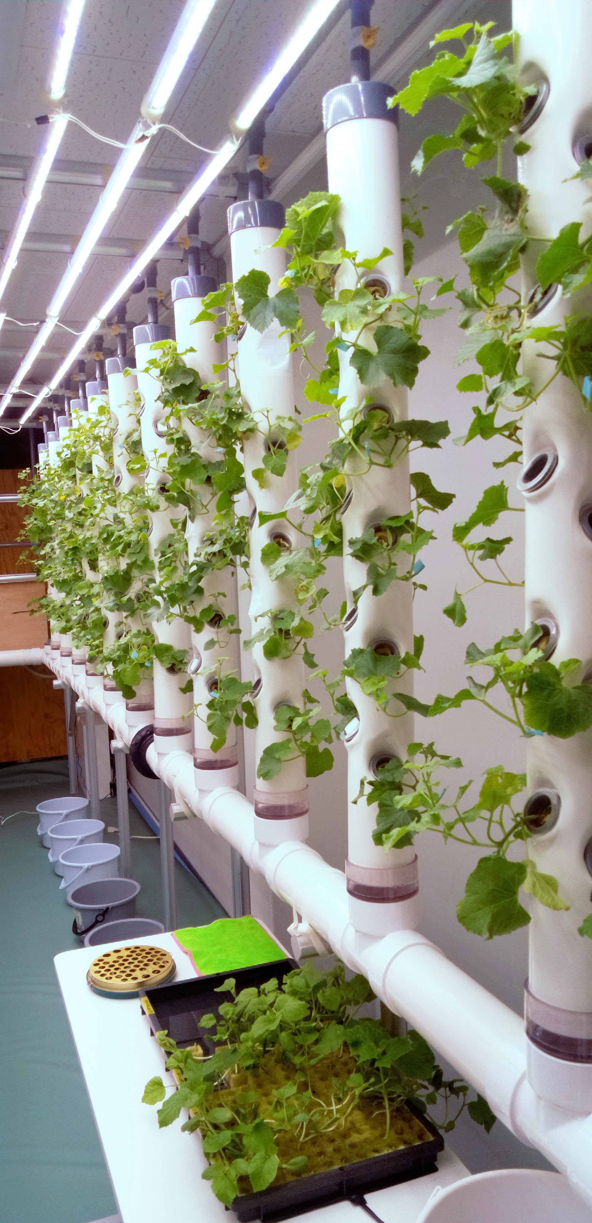 GFOREST大地|あたらしい縦型システム水耕栽培システム