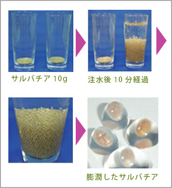 サルバチアは約14倍の水分を吸収し、膨潤します。
摂取後は体内で徐々に水を放水し、いわゆる(水切れ)を防ぎます。