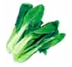 チンゲン菜