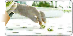 定植期間(14～30日)